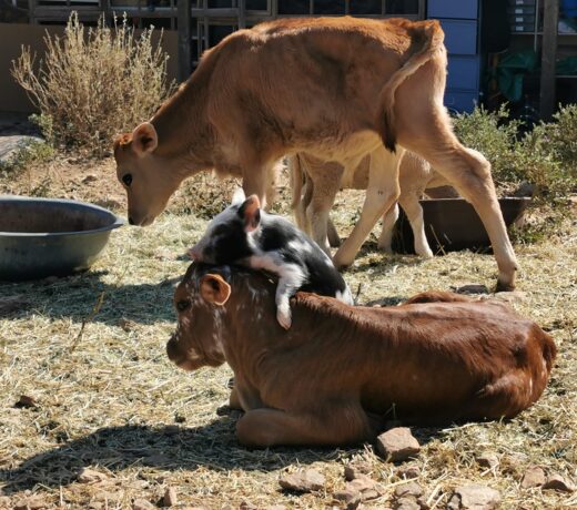 Greyton Calves and pig